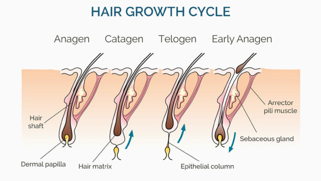 Hair Loss Treatment methods in Singapore