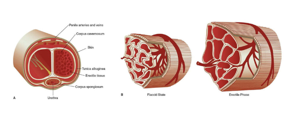 Erectile Dysfunction ED Treatment | ED Shock Therapy Near me